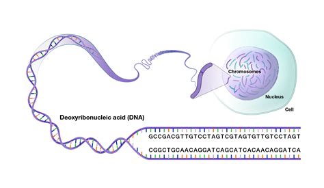 sequence stats|Chapter 23 DNA descriptive statics .